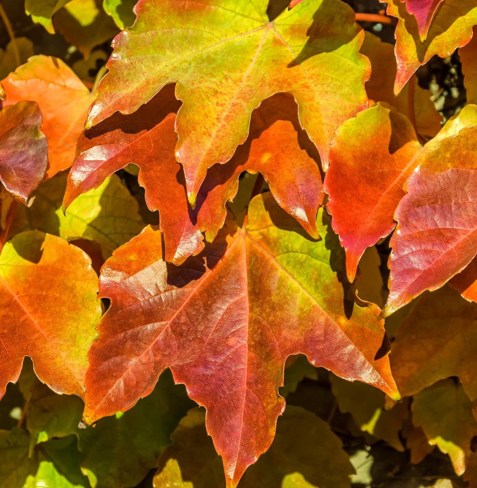 PARTHENOCISSUS tricuspidata ‘Veitchii’ / Vigne vierge