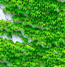 PARTHENOCISSUS tricuspidata ‘Veitchii’ / Vigne vierge