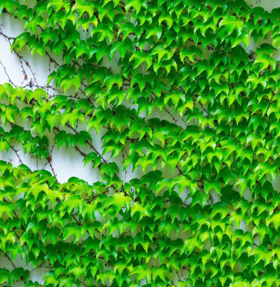 PARTHENOCISSUS tricuspidata ‘Veitchii’ / Vigne vierge
