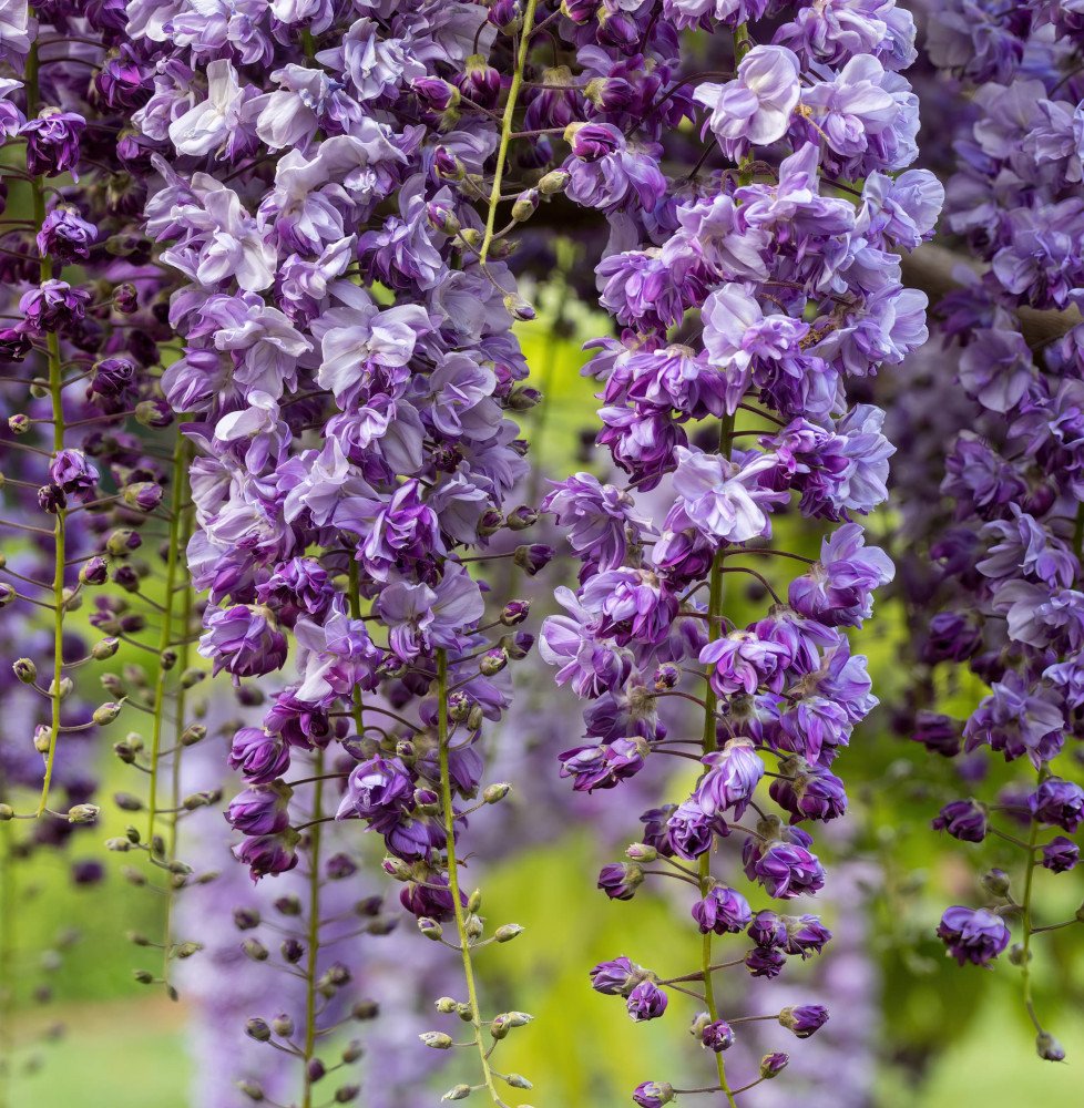 WISTERIA floribunda ‘Violacea Plena’  / Glycine japonaise 'Violacea Plena'