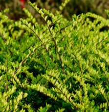 LONICERA nitida / Chèvrefeuille à feuilles de buis