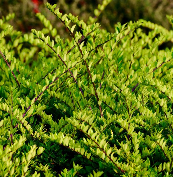LONICERA nitida / Chèvrefeuille à feuilles de buis