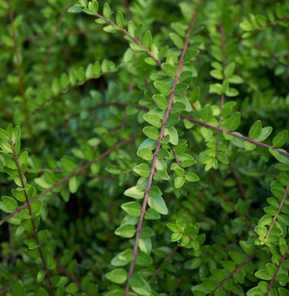 LONICERA nitida / Chèvrefeuille à feuilles de buis