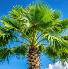 Palmier de Chine - Trachycarpus fortunei