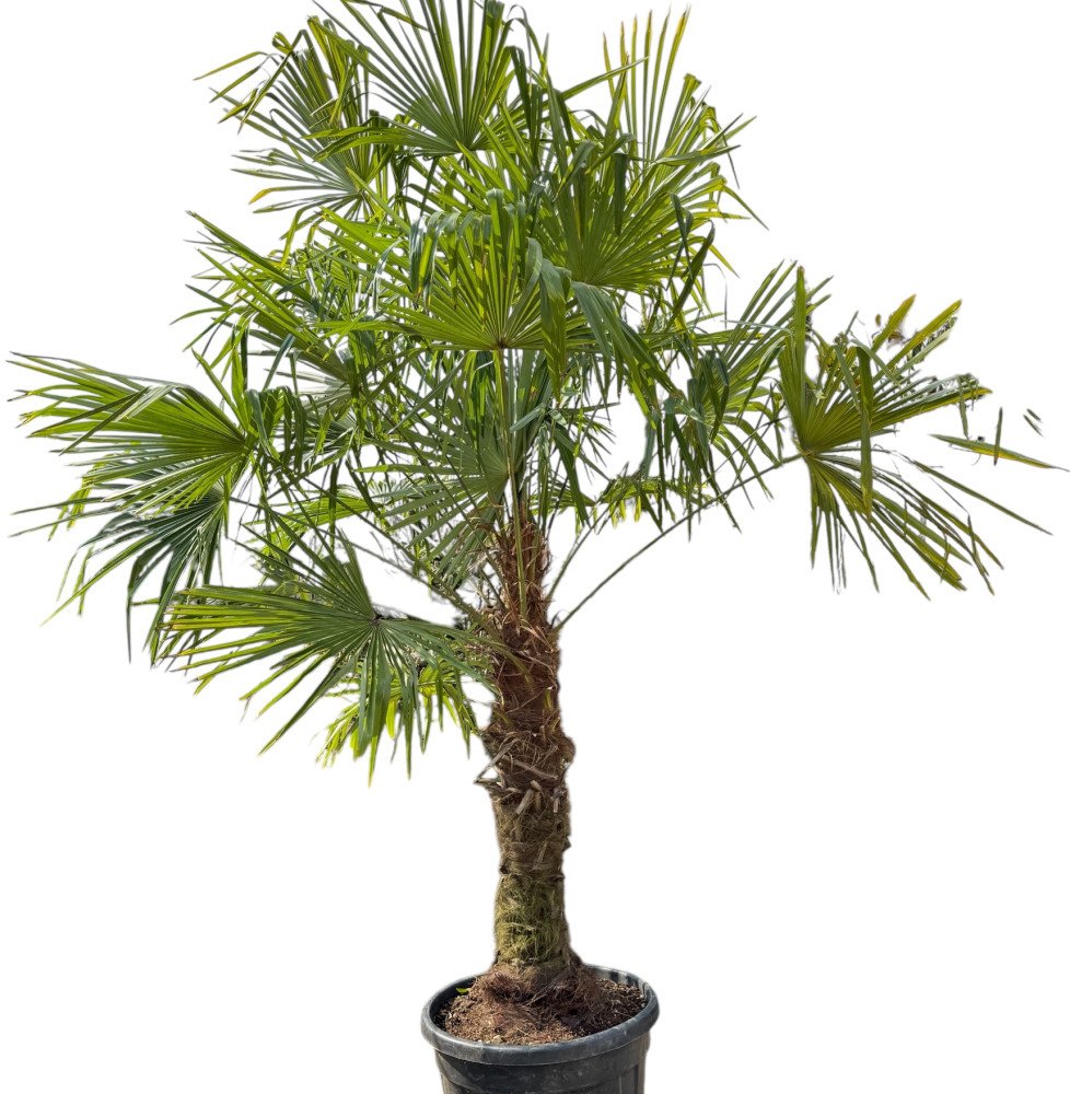 Palmier de Chine - Trachycarpus fortunei