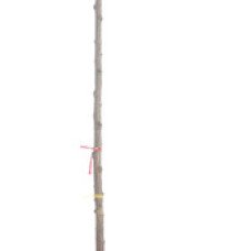 PRUNUS serrulata ‘Kanzan’ / Cerisier du Japon 'Kanzan'