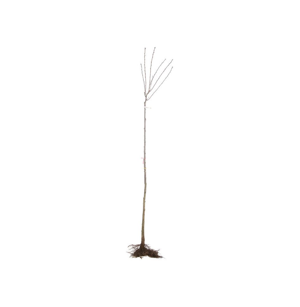 PRUNUS serrulata ‘Kanzan’ / Cerisier du Japon 'Kanzan'