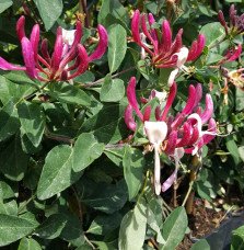 Chèvrefeuille 'Caprilia'® Imperial ('Inov86') - lonicera periclymenum