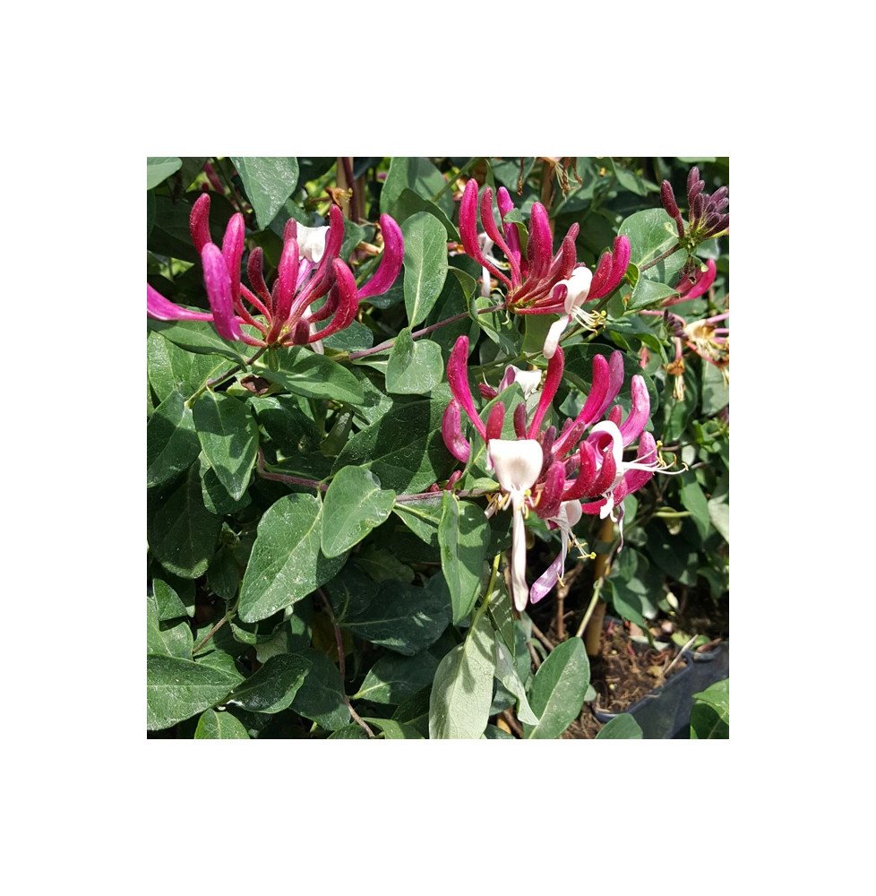 Chèvrefeuille 'Caprilia'® Imperial ('Inov86') - lonicera periclymenum