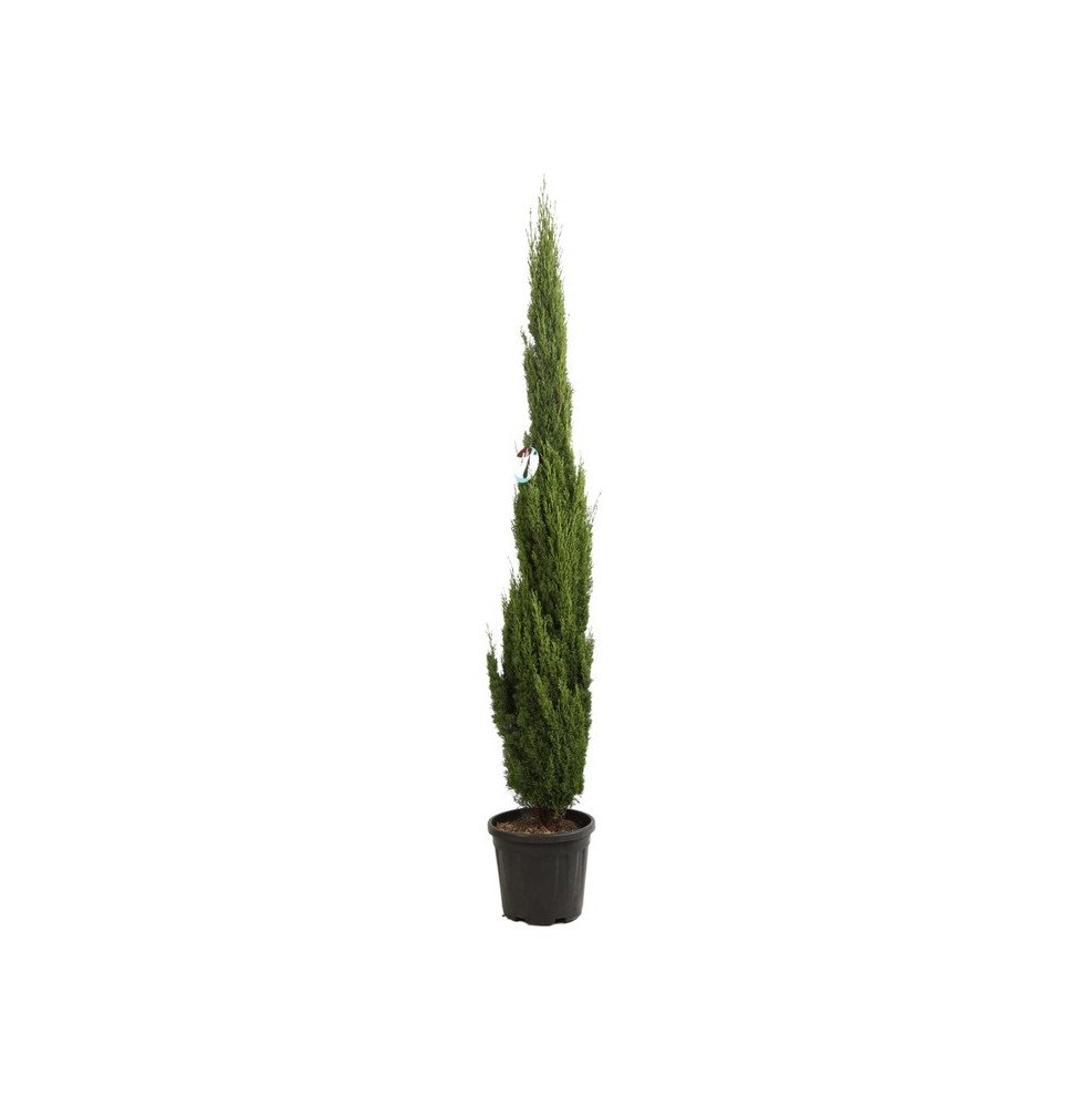 CUPRESSUS sempervirens ‘Totem’ / Cyprès d'Italie
