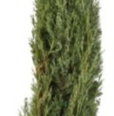 CUPRESSUS sempervirens ‘Totem’ / Cyprès d'Italie