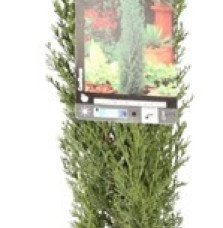 CUPRESSUS sempervirens ‘Totem’ / Cyprès d'Italie