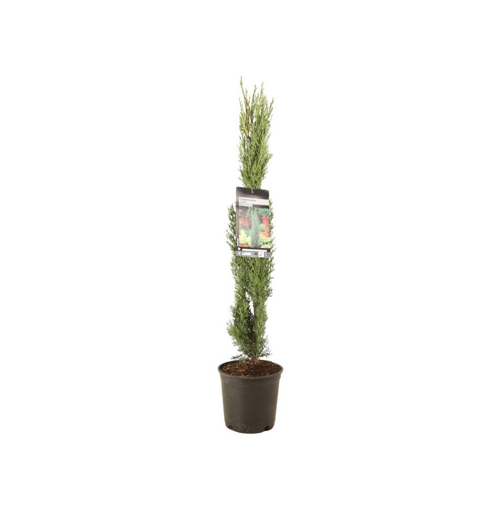 CUPRESSUS sempervirens ‘Totem’ / Cyprès d'Italie