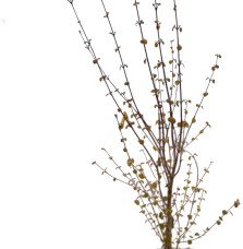CERCIDIPHYLLUM japonicum / Arbre à caramel