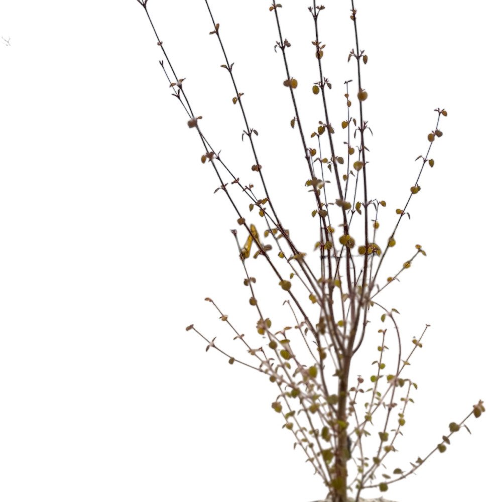CERCIDIPHYLLUM japonicum / Arbre à caramel