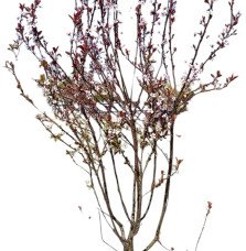 Prunus cistena / Prunier des sables