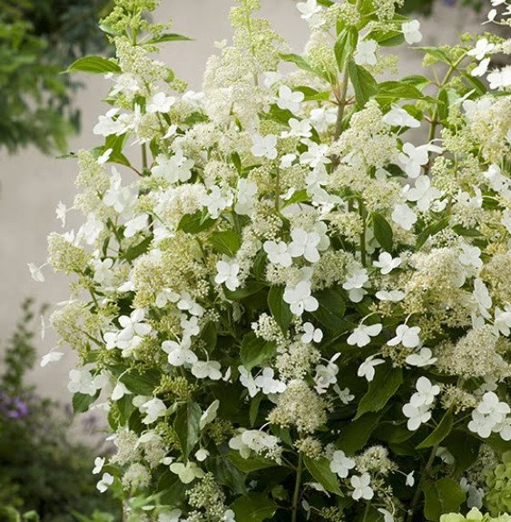Pépinières Français PF_HYDRANGEA1 HYDRANGEA paniculata ‘Kyushu’ / Hortensia paniculé 'Kyushu'