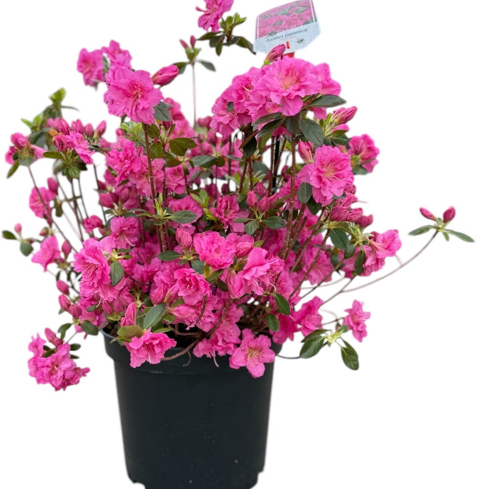 AZALEA japonica / Azalee japonaise