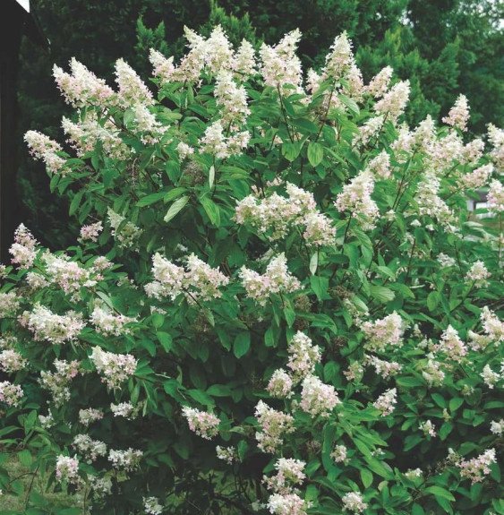 Pépinières Français PF_HYDRANGEA1 HYDRANGEA paniculata ‘Kyushu’ / Hortensia paniculé 'Kyushu'