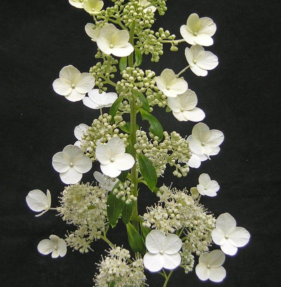 Pépinières Français PF_HYDRANGEA12 HYDRANGEA paniculata ‘Unique’ / Hortensia paniculé 'Unique'