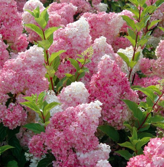 Pépinières Français PF_HYDRANGEA8 HYDRANGEA paniculata ‘Vanille Fraise’ / Hortensia paniculé 'Vanille fraise'®