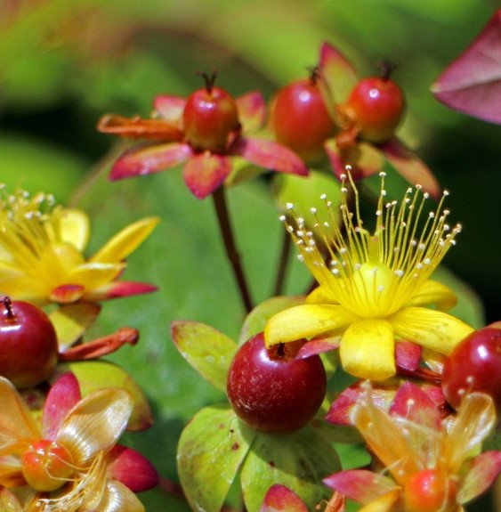 Pépinières Français PF_Hypericum5 Hypericum inodorum 'Magical Red Flame' / MILLEPERTUIS 'Magical Red Flame'