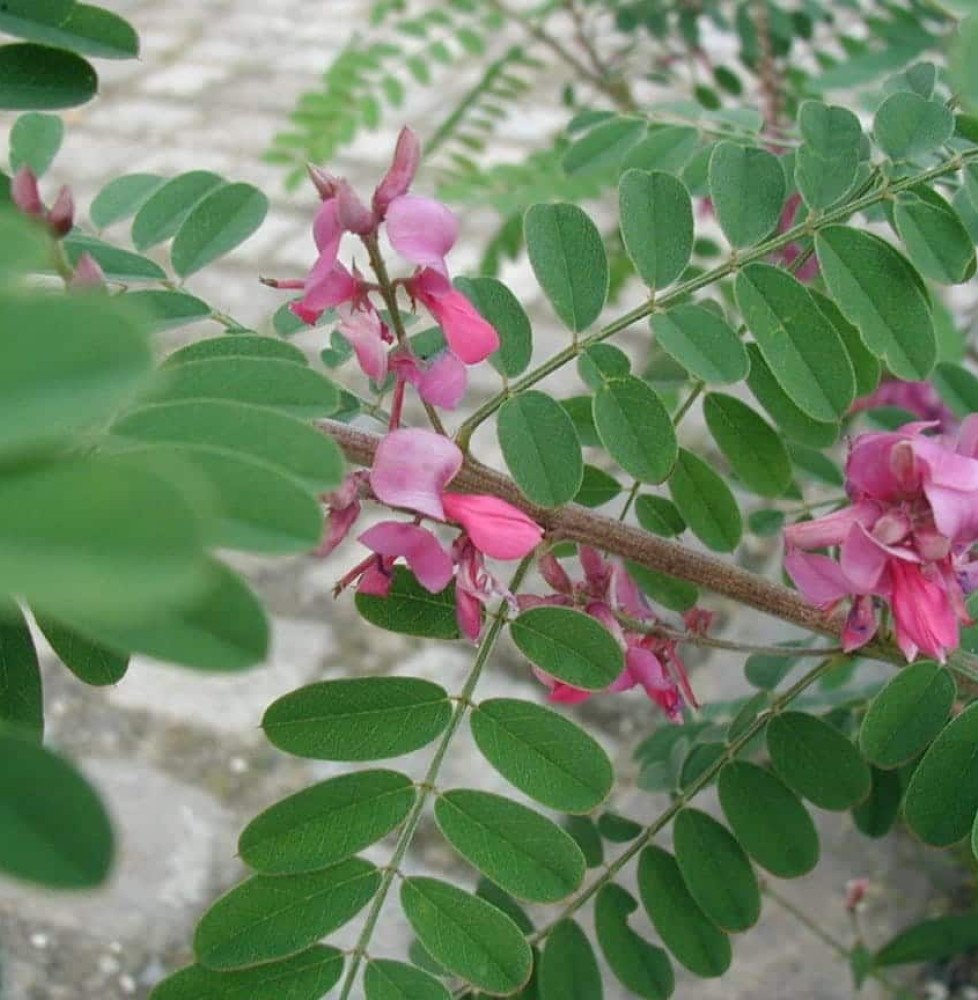 Pépinières Français PF_INDIGOFERA INDIGOFERA heterantha ‘Gerardiana’ / Indigotier heterantha
