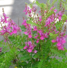 Pépinières Français PF_INDIGOFERA INDIGOFERA heterantha ‘Gerardiana’ / Indigotier heterantha