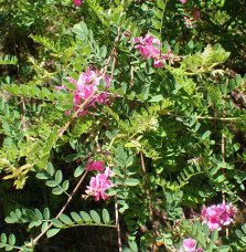 Pépinières Français PF_INDIGOFERA INDIGOFERA heterantha ‘Gerardiana’ / Indigotier heterantha