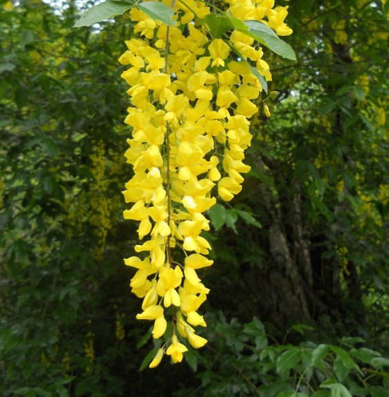 Pépinières Français PF_LABURNUM-a LABURNUM anagyroïdes / Cytise commun, Faux ébénier