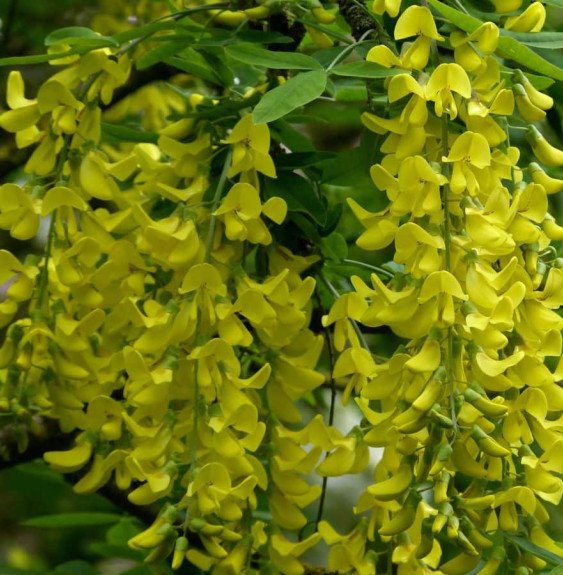Pépinières Français PF_LABURNUM-a LABURNUM anagyroïdes / Cytise commun, Faux ébénier
