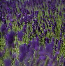 Pépinières Français PF_LAVANDULA6 LAVANDULA angustifolia ‘Hidcote’ / Lavande