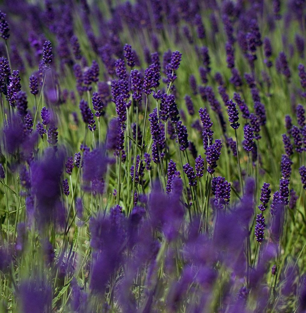 Pépinières Français PF_LAVANDULA6 LAVANDULA angustifolia ‘Hidcote’ / Lavande