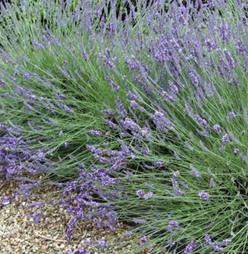 Pépinières Français PF_LAVANDULA99 LAVANDULA angustifolia ‘Grosso’ / Lavande