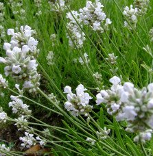 Pépinières Français PF_LAVANDULA49 LAVANDULA angustifolia ‘Alba’ / Lavande blanche
