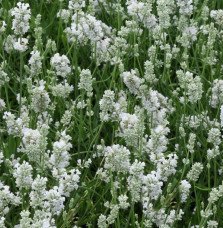 Pépinières Français PF_LAVANDULA49 LAVANDULA angustifolia ‘Alba’ / Lavande blanche
