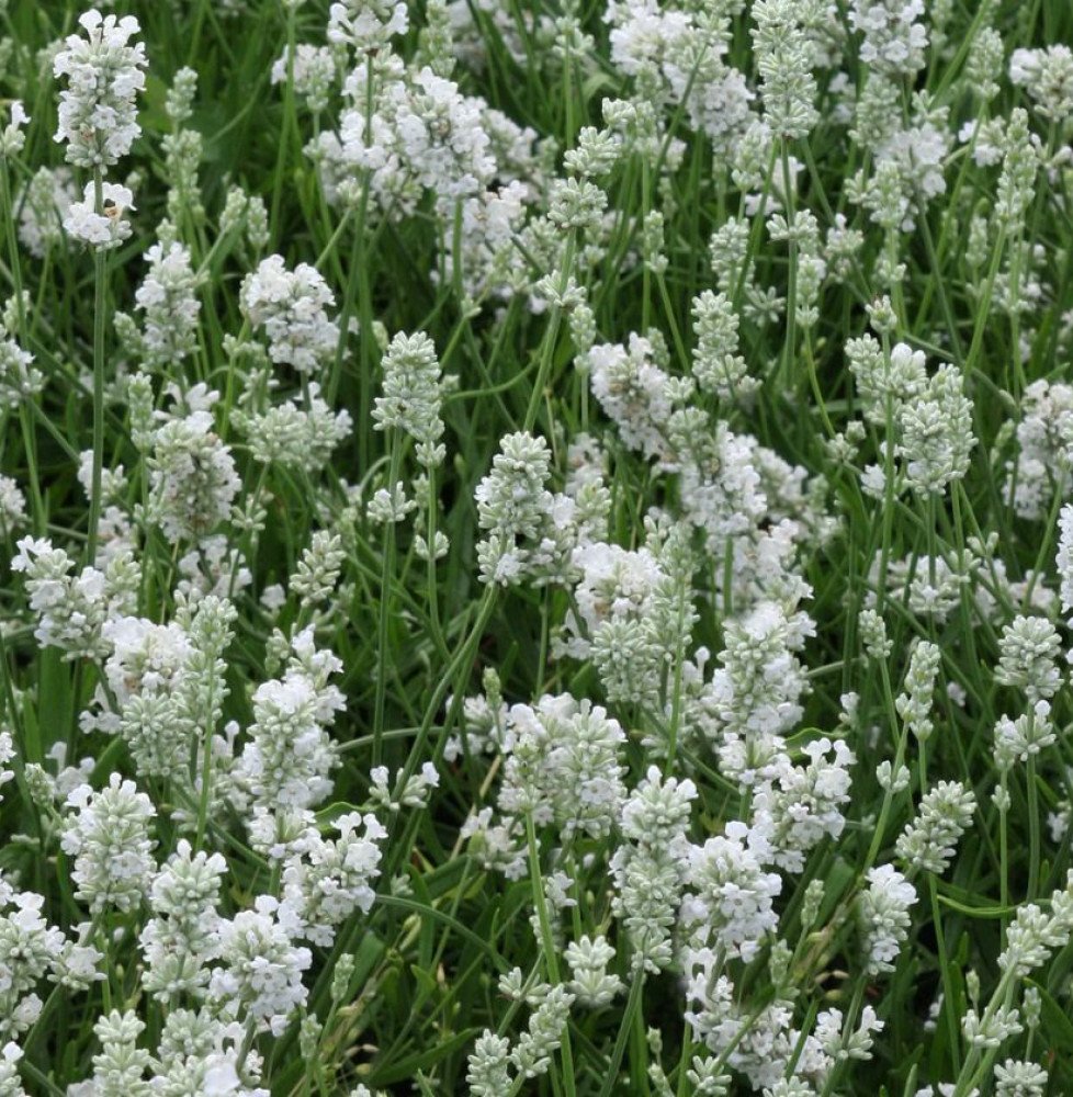 Pépinières Français PF_LAVANDULA49 LAVANDULA angustifolia ‘Alba’ / Lavande blanche