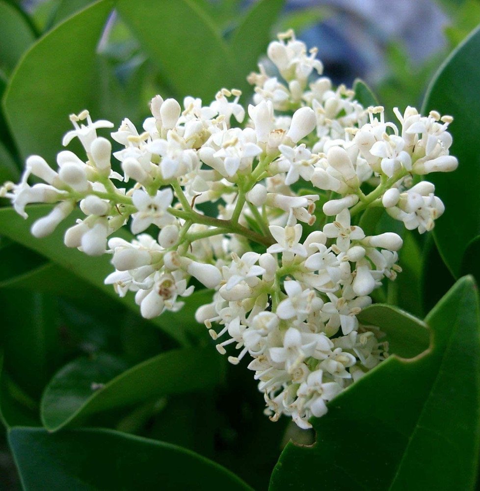 Pépinières Français PF_LIGUSTRUM LIGUSTRUM japonicum texanum / Troène du Texas