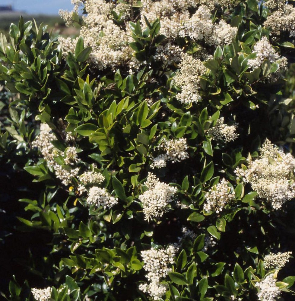 Pépinières Français PF_LIGUSTRUM LIGUSTRUM japonicum texanum / Troène du Texas