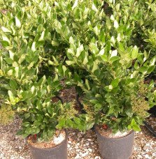 Pépinières Français PF_LIGUSTRUM LIGUSTRUM japonicum texanum / Troène du Texas