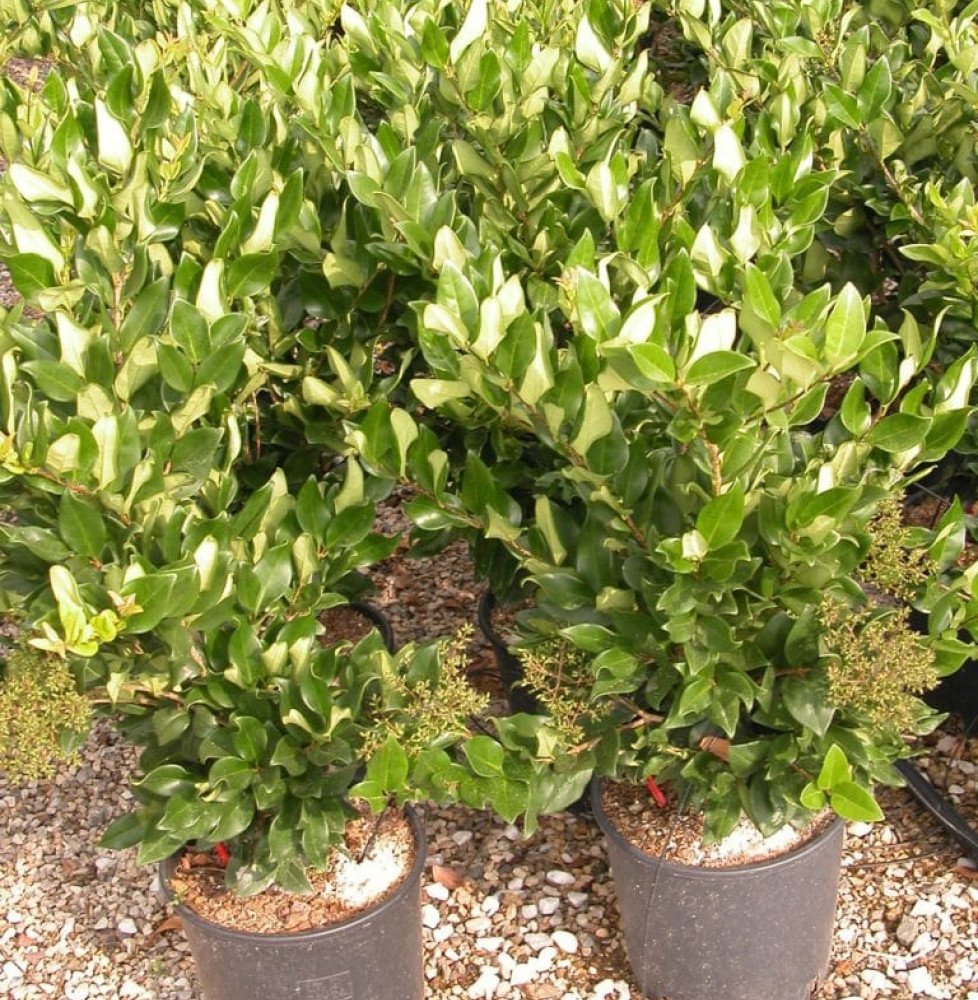 Pépinières Français PF_LIGUSTRUM LIGUSTRUM japonicum texanum / Troène du Texas
