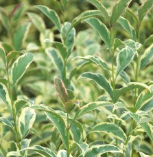Pépinières Français PF_LIGUSTRUM5 LIGUSTRUM lucidum ‘Tricolor’ / Troène du Japon panaché