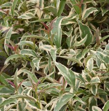 Pépinières Français PF_LIGUSTRUM5 LIGUSTRUM lucidum ‘Tricolor’ / Troène du Japon panaché