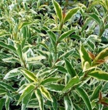 Pépinières Français PF_LIGUSTRUM5 LIGUSTRUM lucidum ‘Tricolor’ / Troène du Japon panaché