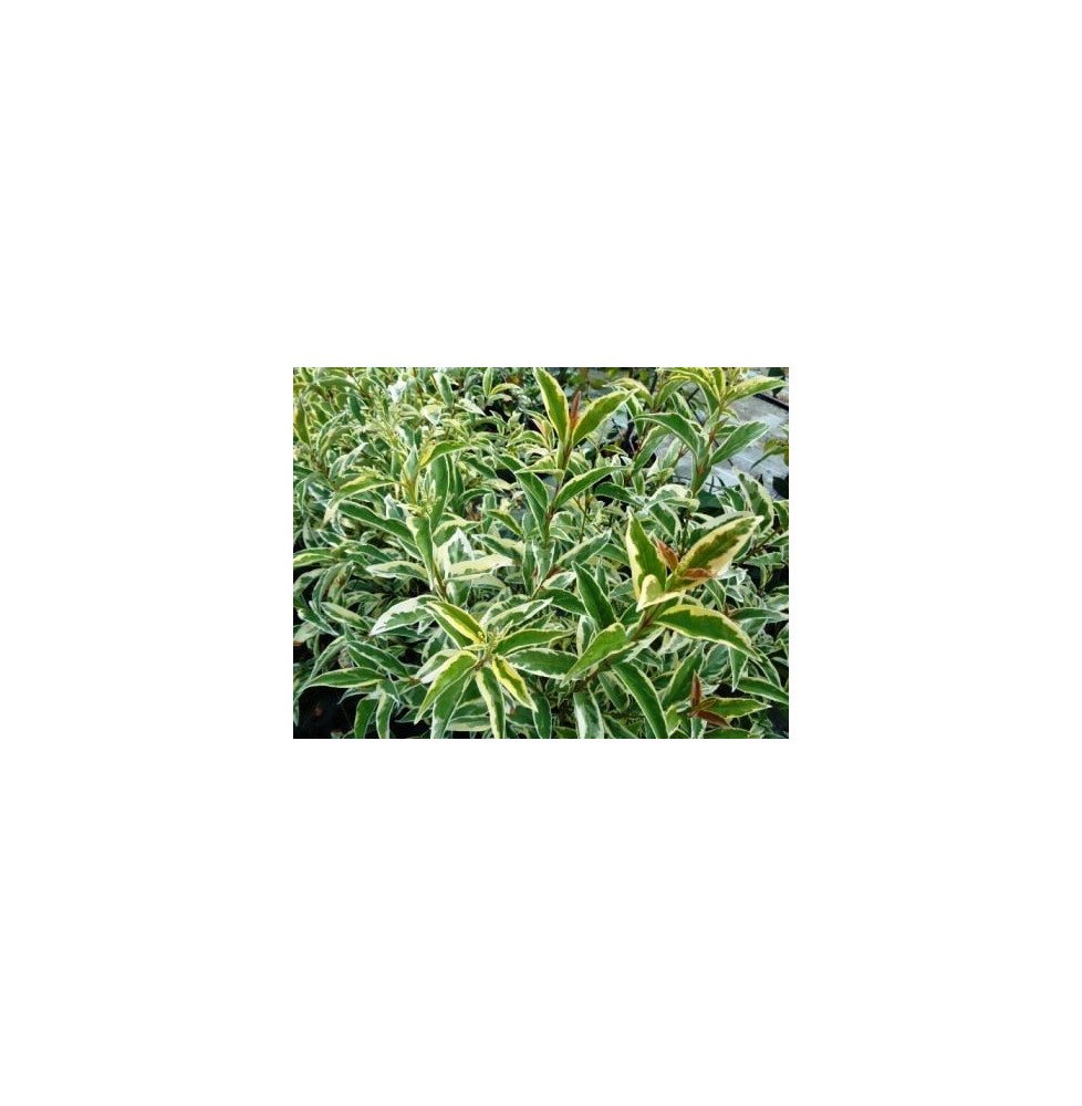 Pépinières Français PF_LIGUSTRUM5 LIGUSTRUM lucidum ‘Tricolor’ / Troène du Japon panaché