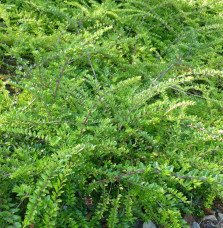 Pépinières Français PF_LONICERA-n LONICERA nitida / Chèvrefeuille à feuilles de buis