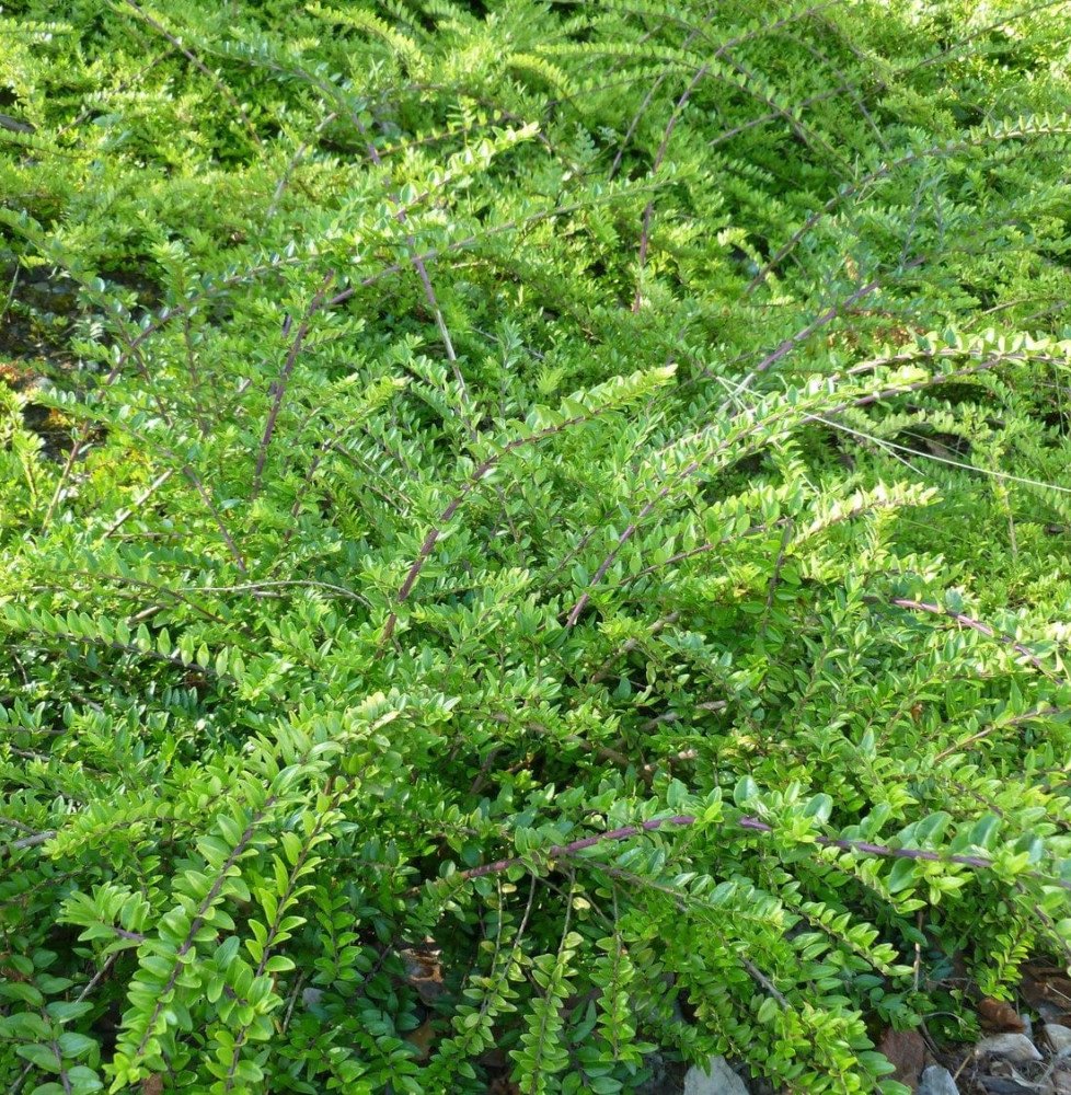 Pépinières Français PF_LONICERA-n LONICERA nitida / Chèvrefeuille à feuilles de buis