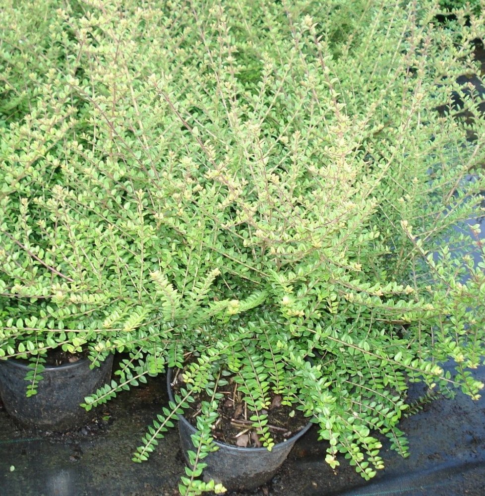 Pépinières Français PF_LONICERA-n LONICERA nitida / Chèvrefeuille à feuilles de buis