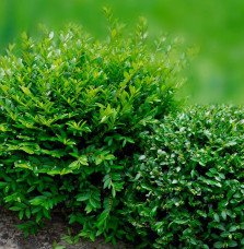 Pépinières Français PF_LONICERA-n5 LONICERA nitida ‘Maïgrun’ / Chèvrefeuille à feuilles de buis 'Maigruen'