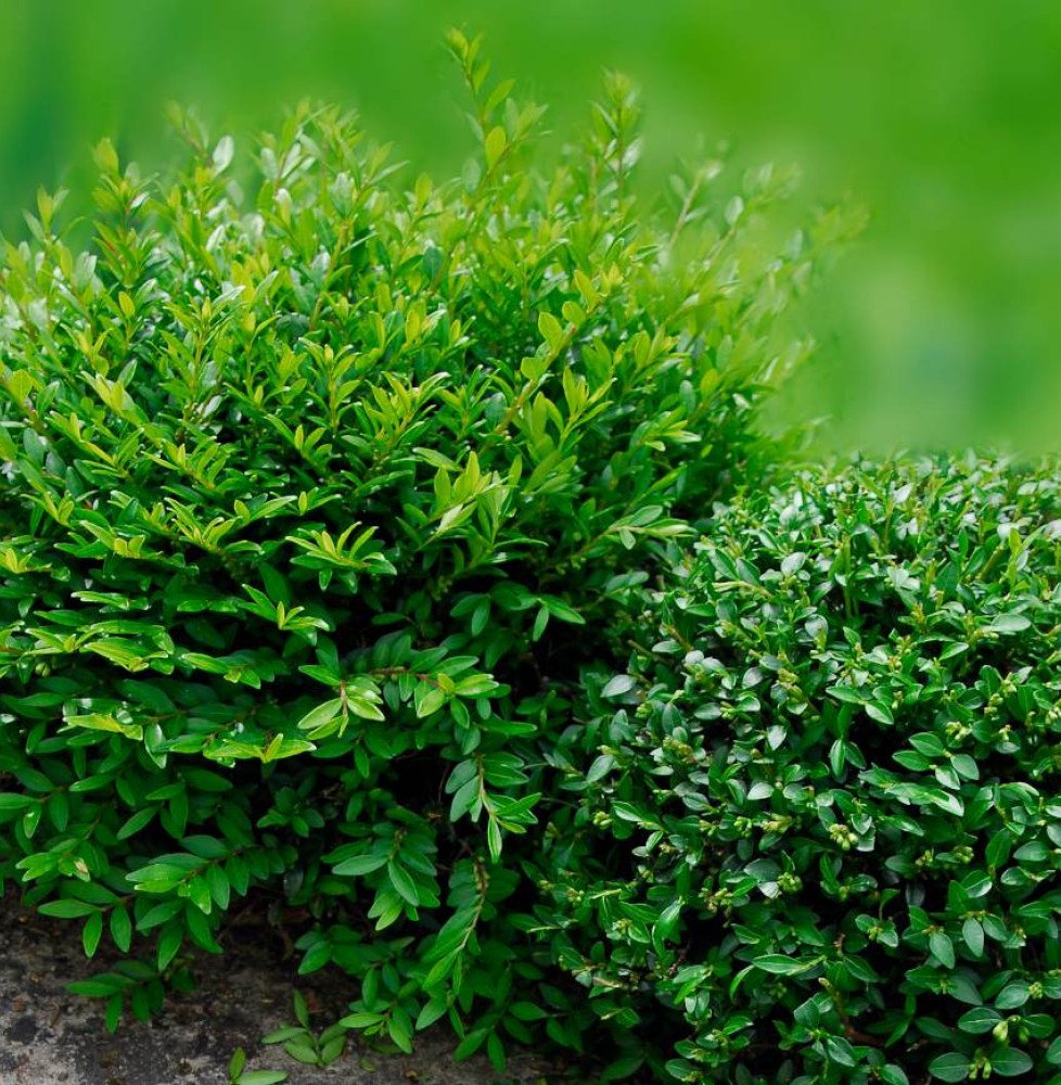 Pépinières Français PF_LONICERA-n5 LONICERA nitida ‘Maïgrun’ / Chèvrefeuille à feuilles de buis 'Maigruen'